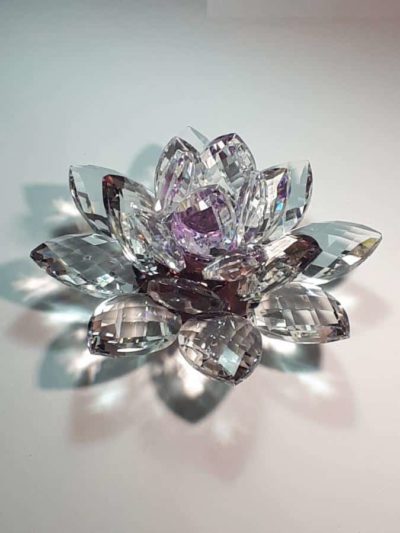 Kristalllotusblume lila 15 cm