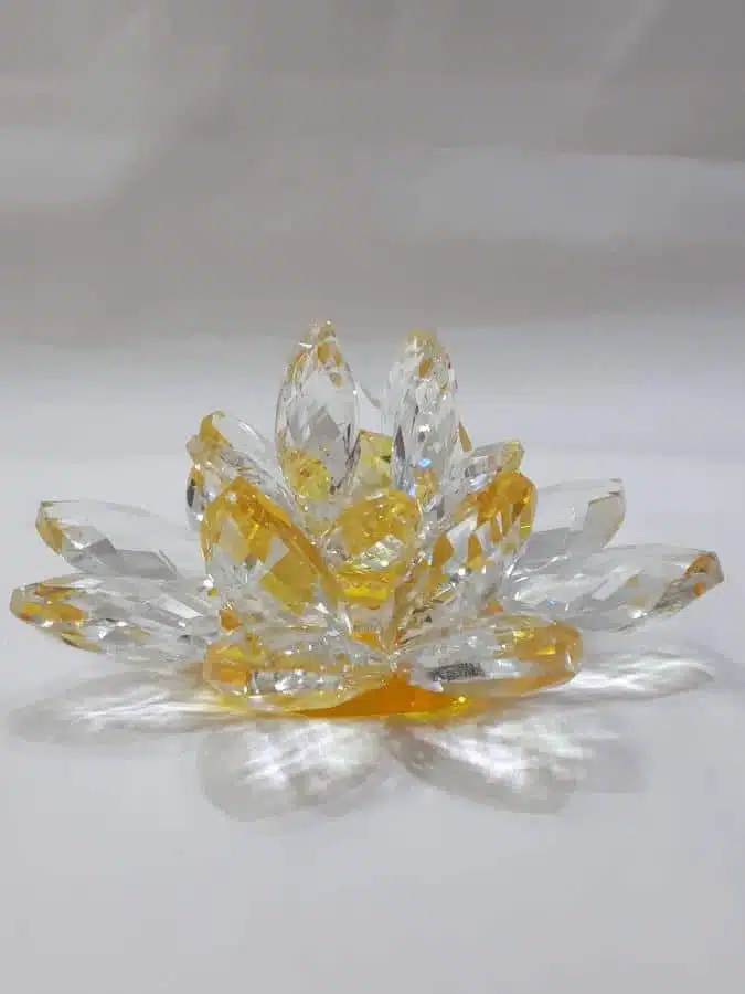 Kristalllotusblume gelb 11 cm