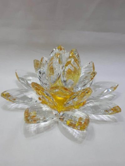 Kristalllotusblume gelb 20 cm