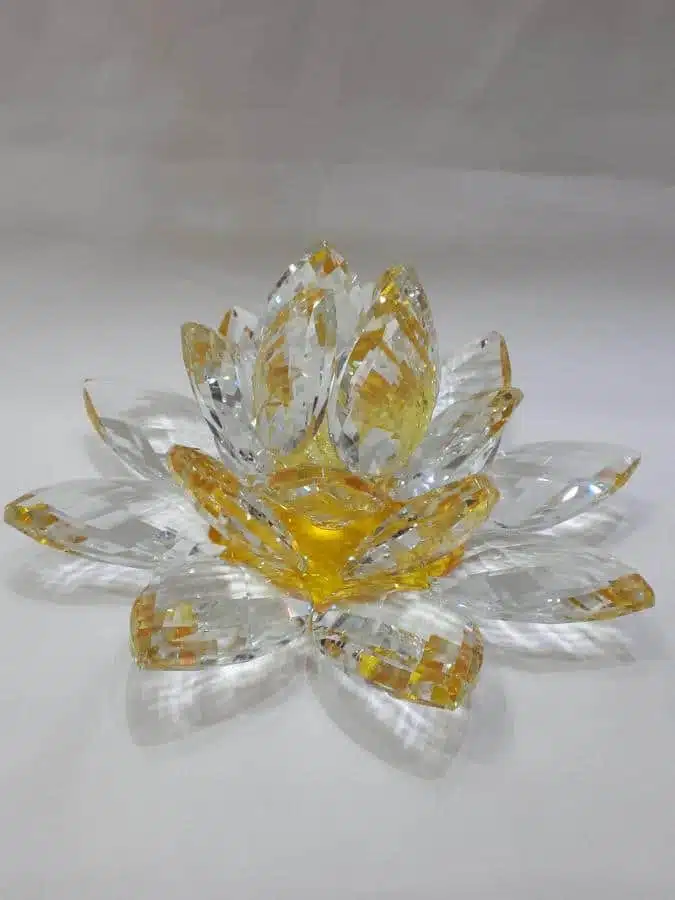 Kristalllotusblume gelb 20 cm