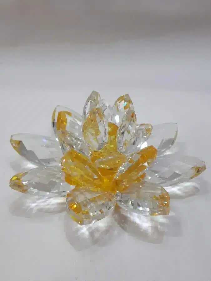 Kristalllotusblume gelb 11 cm – Bild 2