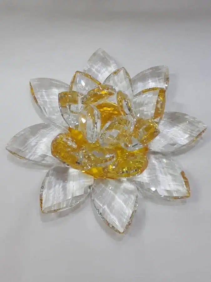 Kristalllotusblume gelb 20 cm – Bild 2