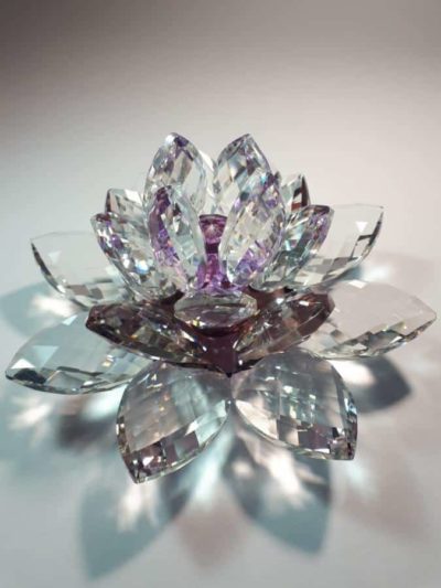 Kristalllotusblume lila 15 cm – Bild 3