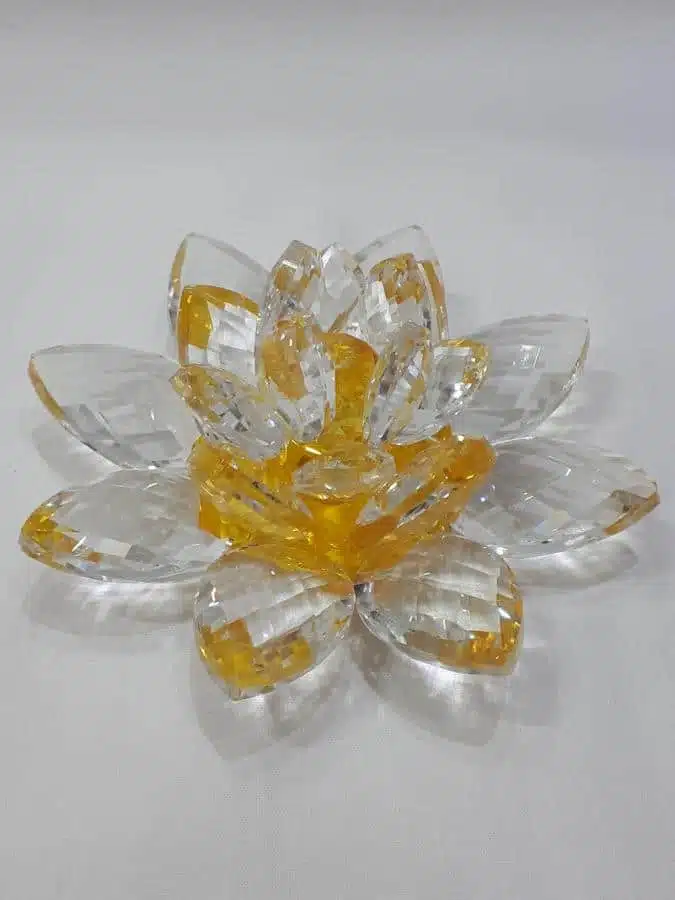 Kristalllotusblume gelb 11 cm – Bild 3