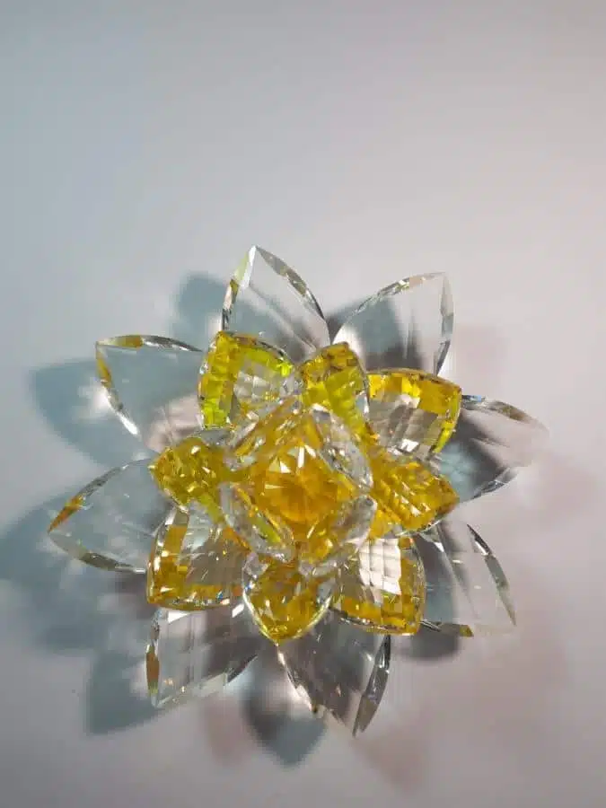 Kristalllotusblume gelb 15 cm – Bild 3