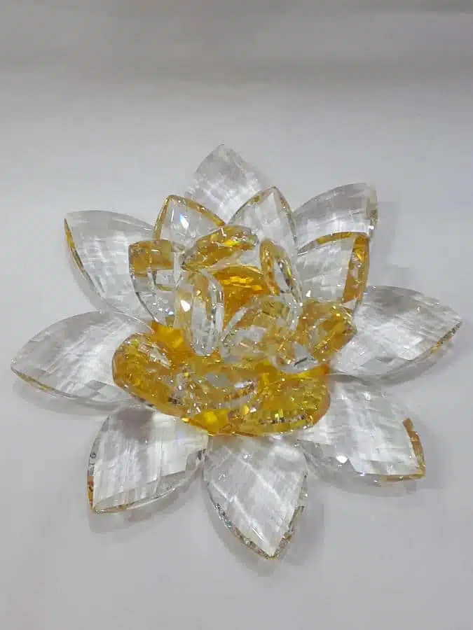 Kristalllotusblume gelb 20 cm – Bild 3