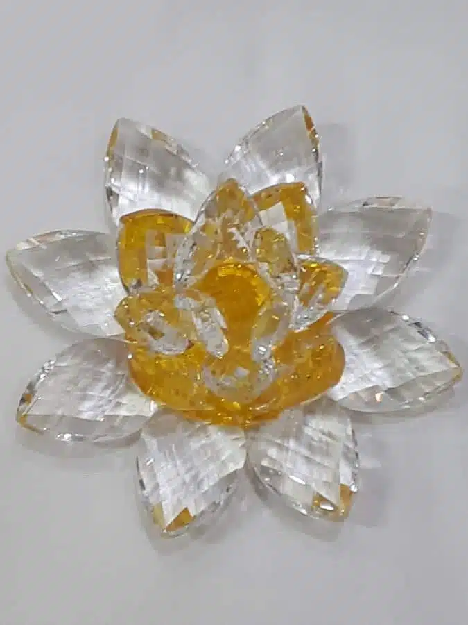 Kristalllotusblume gelb 11 cm – Bild 4