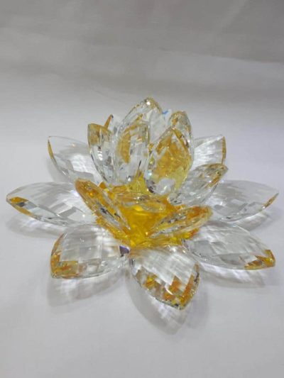Kristalllotusblume gelb 20 cm – Bild 4
