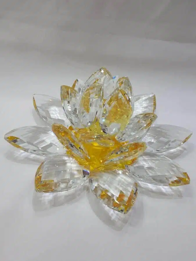 Kristalllotusblume gelb 20 cm – Bild 4